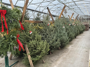 cherry greenhouse trees